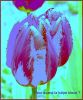 tulipe_bleue.JPG