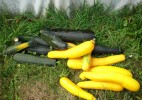 courgettes_278.JPG