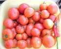 tomates_272.JPG