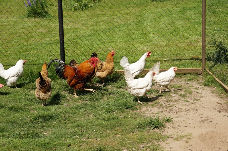 Les poules au jardin